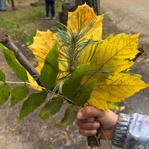 Image_20251024_111722_566